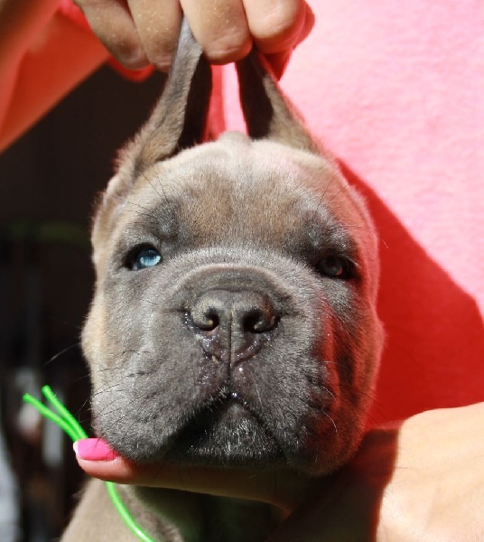 Elevage Des Deesses Du Temple - Eleveur De Chiens Cane Corso