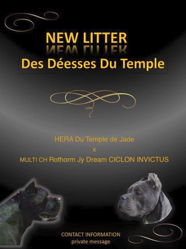 Des Deesses Du Temple - CONFIRMATION DE GESTATION