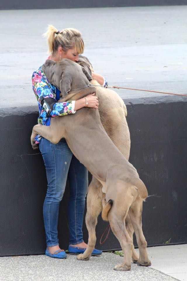 Des Deesses Du Temple - 3ème AU TOP ELEVEUR 2016 PAR VOS CHIENS MAGASINE