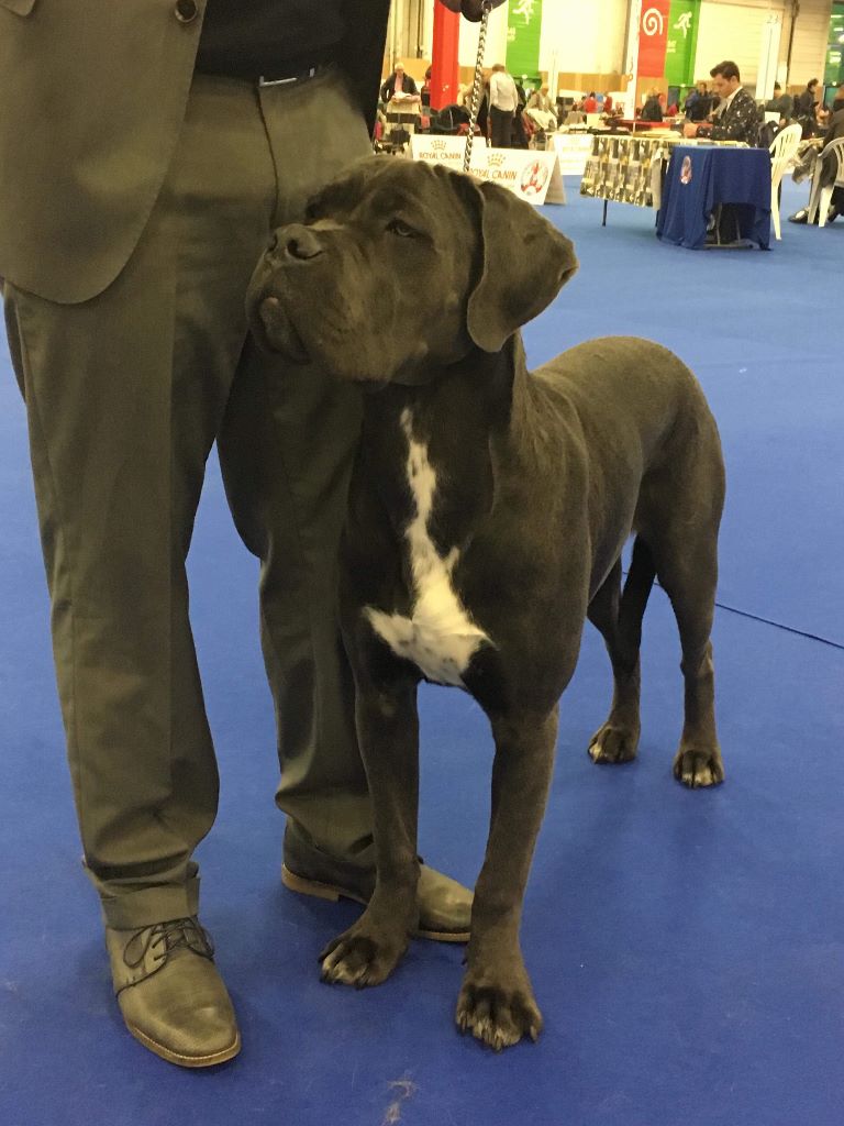 Des Deesses Du Temple - PARIS DOG SHOW BRAVO A MES DEESSES