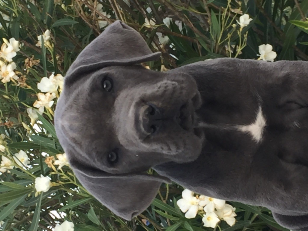 Accueil - Elevage Des Deesses Du Temple - Eleveur De Chiens Cane Corso