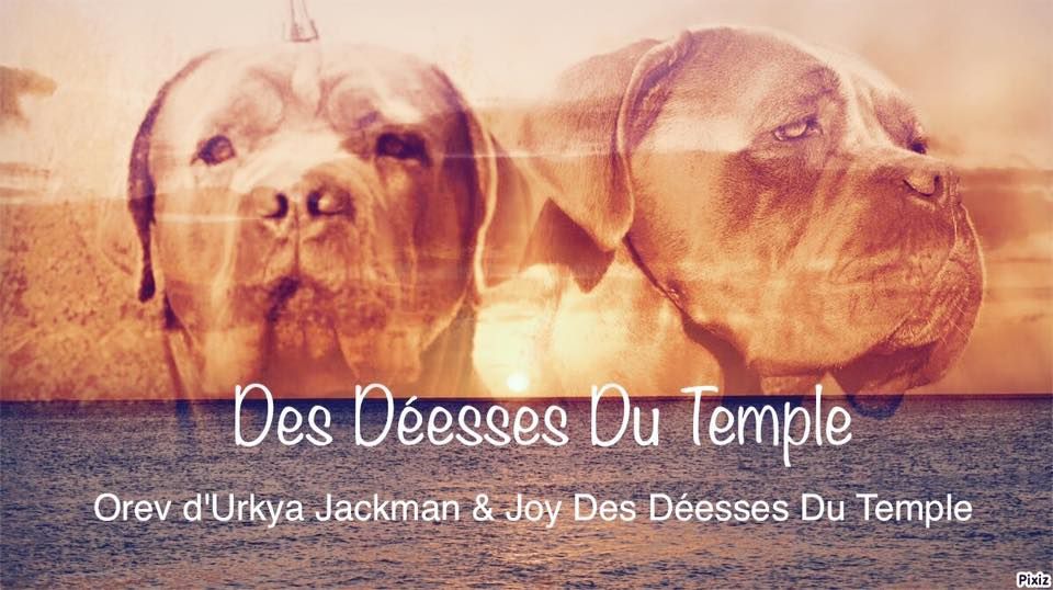 Des Deesses Du Temple - CONFIRMATION DE GESTATION 