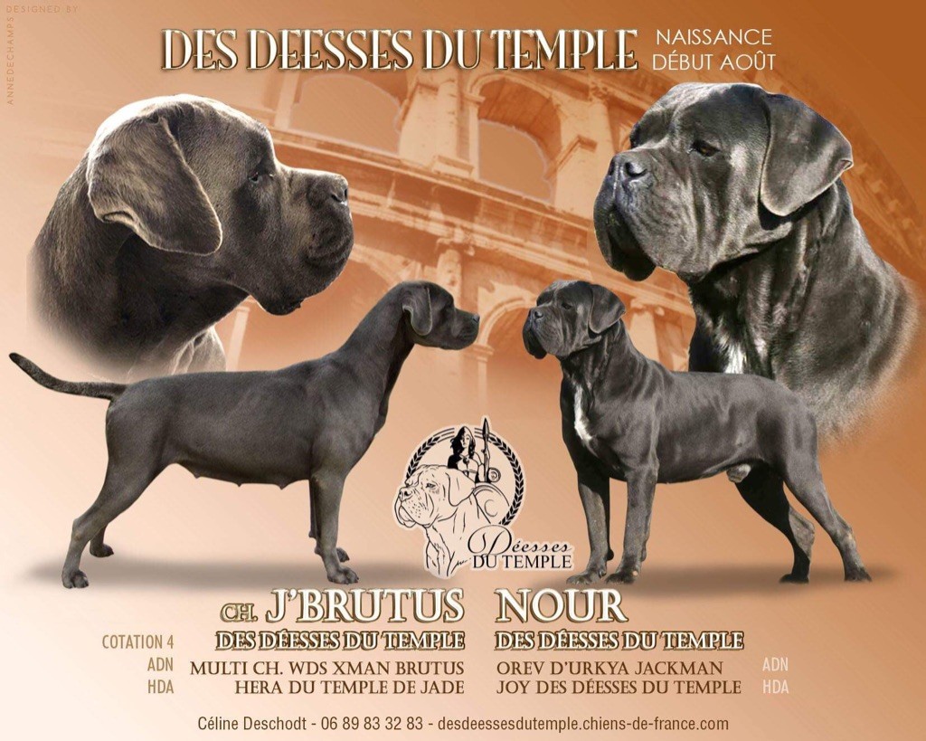 Accueil - Elevage Des Deesses Du Temple - Eleveur De Chiens Cane Corso