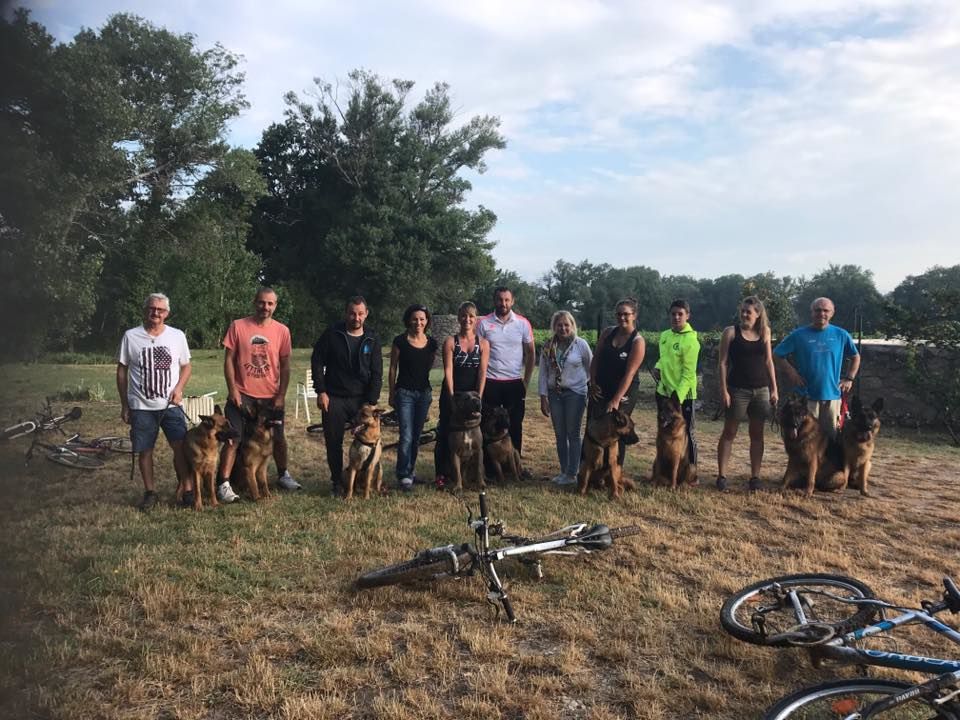 Des Deesses Du Temple - UN CANE CORSO PARMIS LES BERGERS ALLEMAND