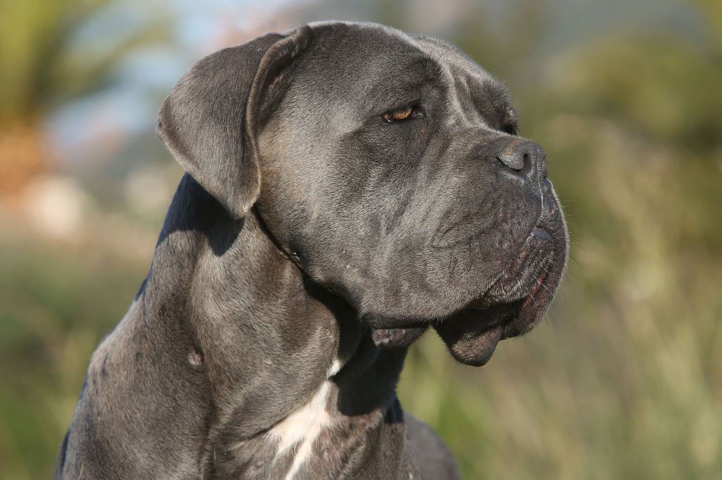 Des Deesses Du Temple - NAISSANCE DES CHIOTS DE JOY FILLE DU CHAMPION DU MONDE