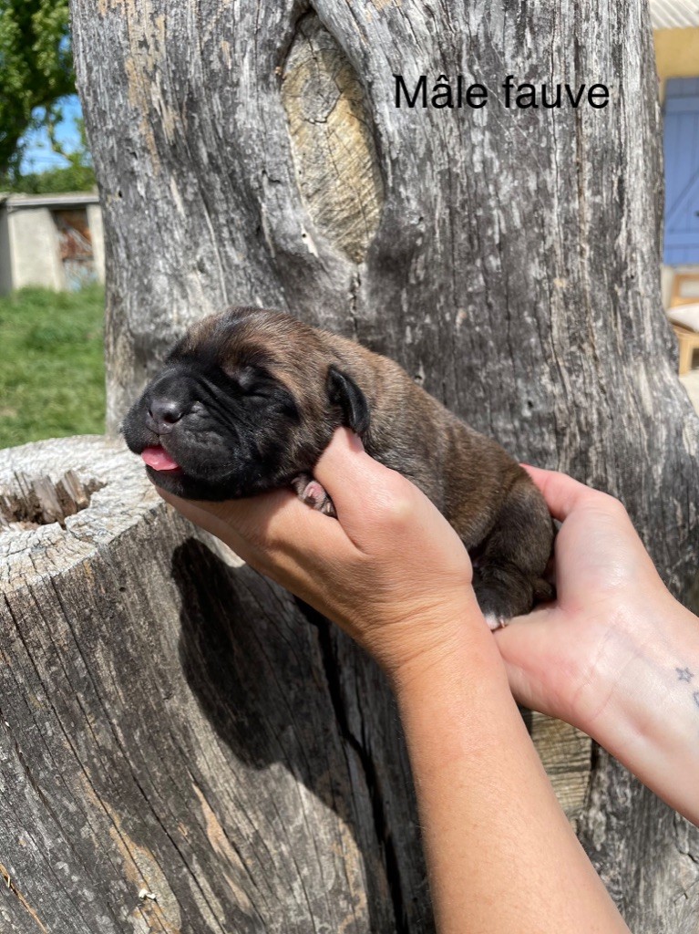 Elevage Des Deesses Du Temple - Eleveur De Chiens Cane Corso