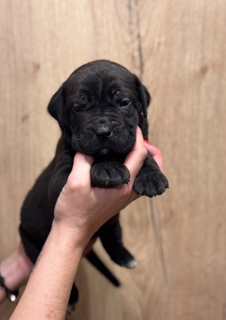 Des Deesses Du Temple - Chiot disponible  - Cane Corso