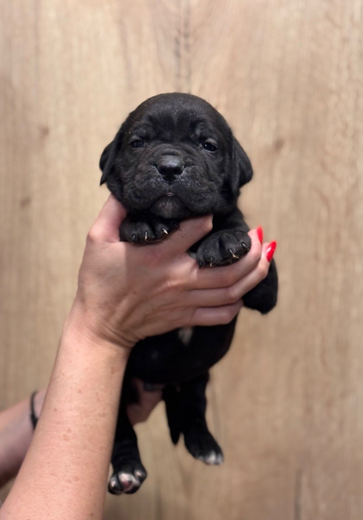 Des Deesses Du Temple - Chiot disponible  - Cane Corso