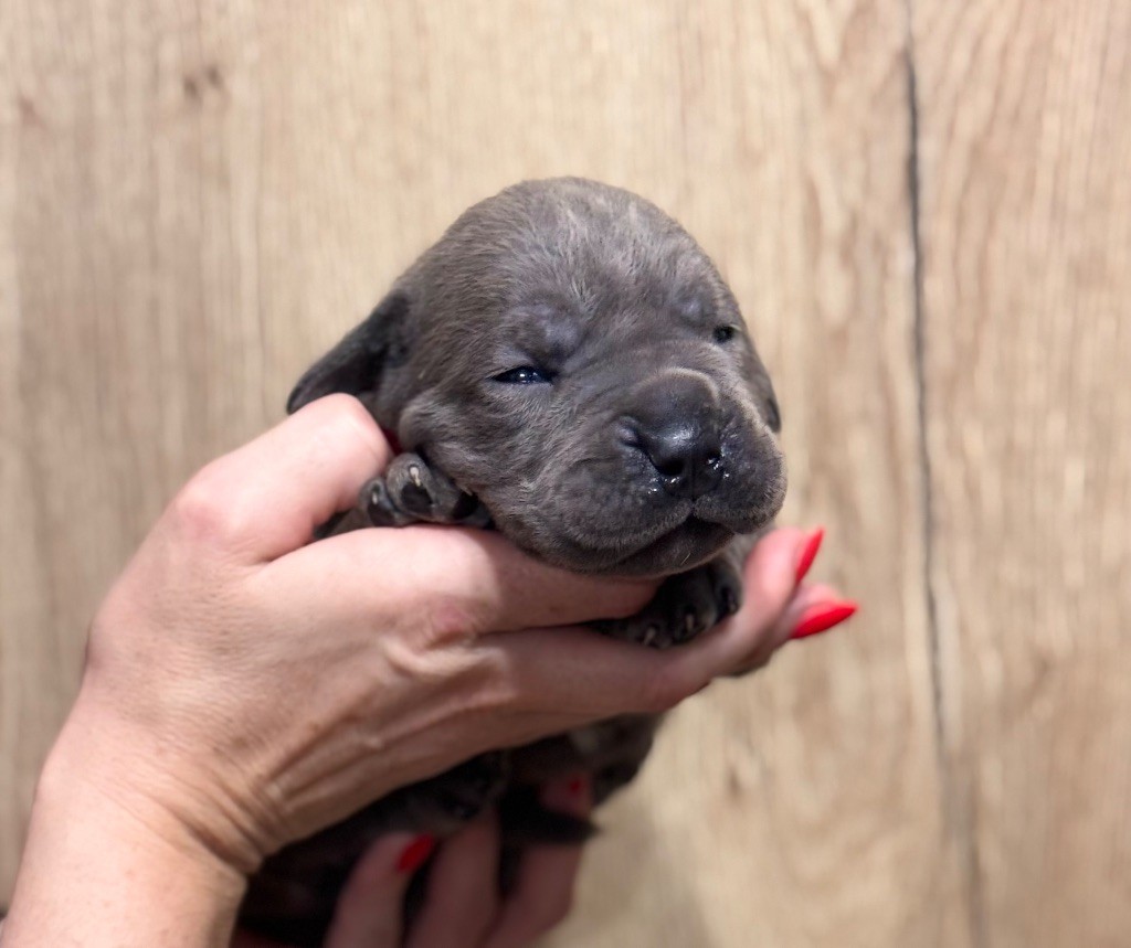 Des Deesses Du Temple - Chiot disponible  - Cane Corso