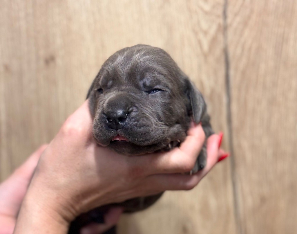 Des Deesses Du Temple - Chiot disponible  - Cane Corso