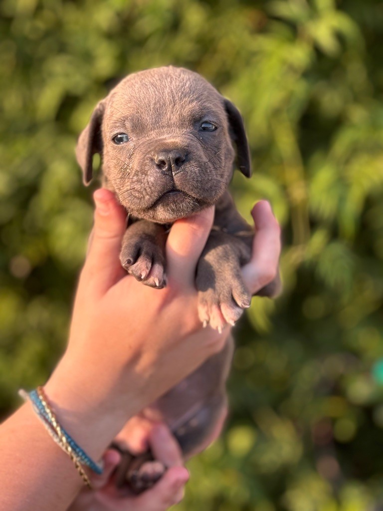 Des Deesses Du Temple - Chiot disponible  - Cane Corso