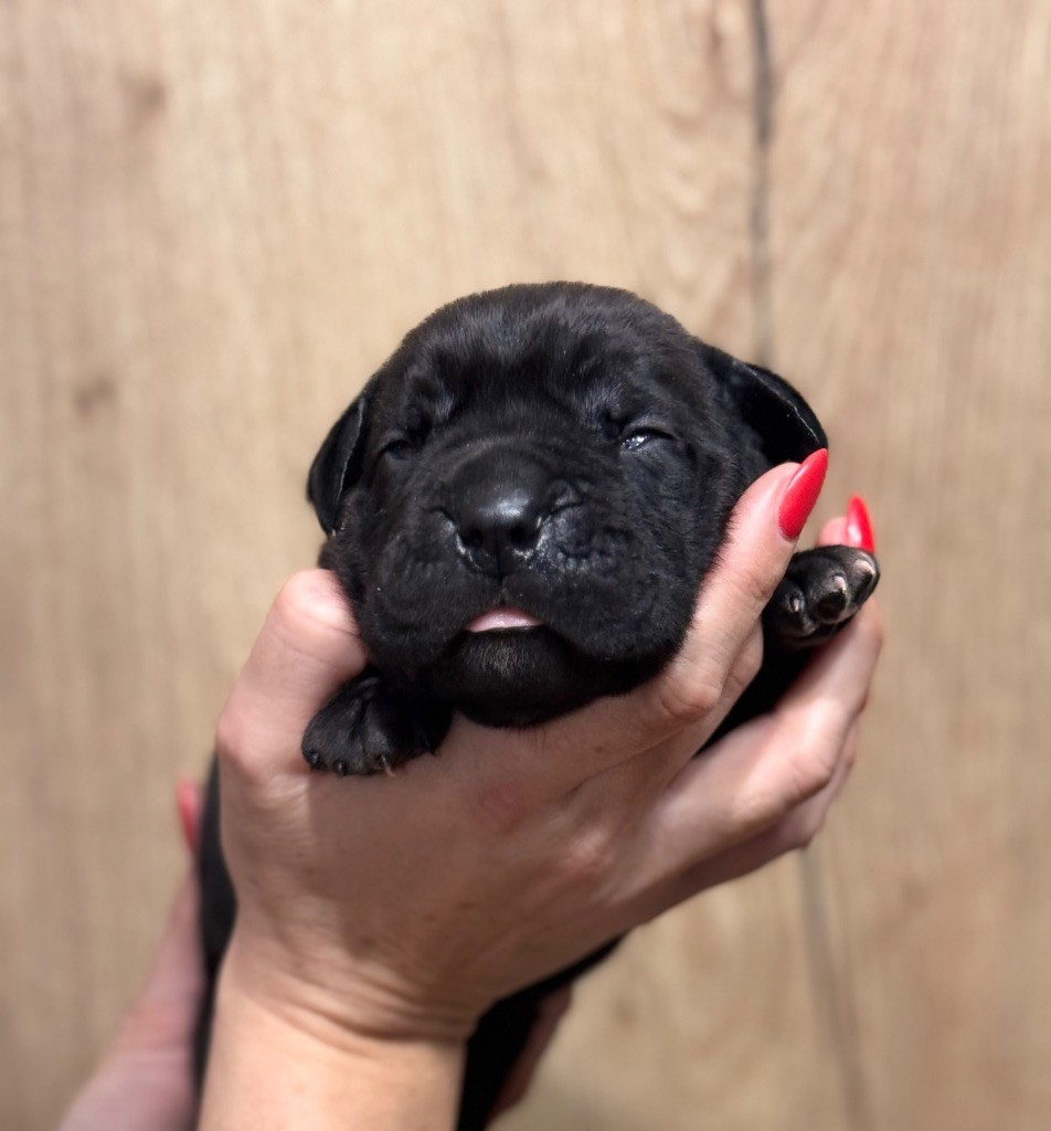 Des Deesses Du Temple - Chiot disponible  - Cane Corso