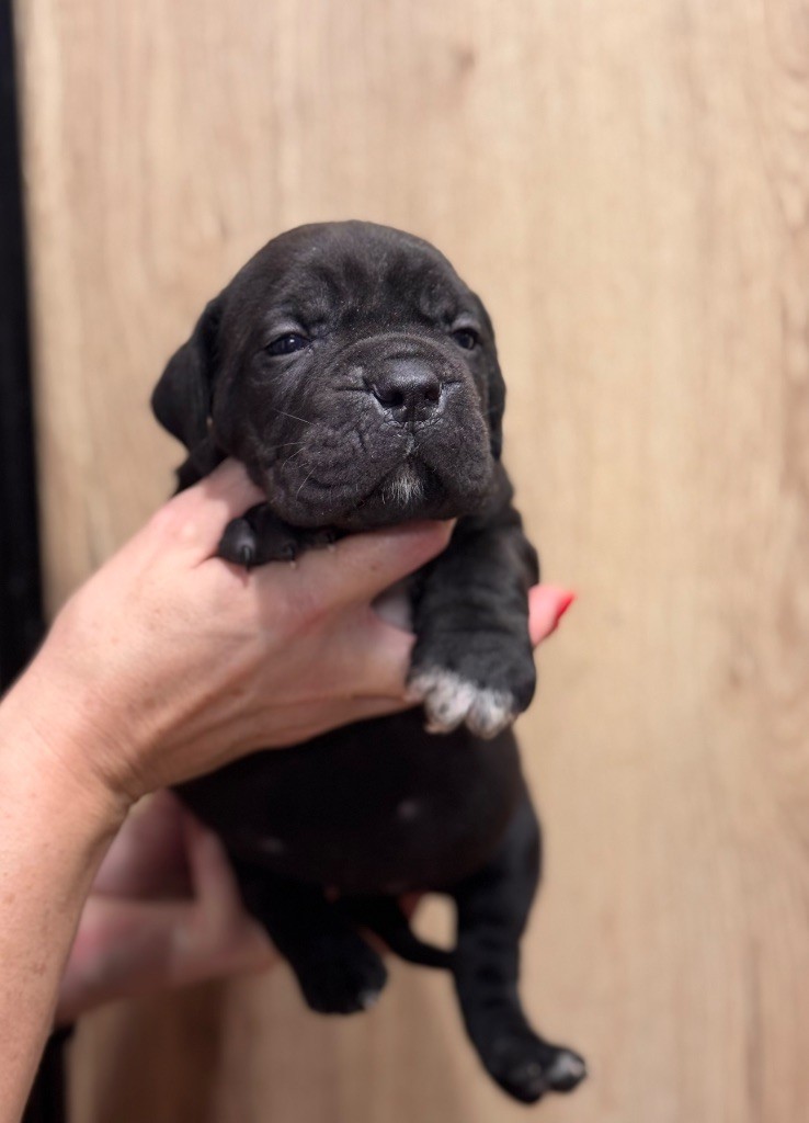 Des Deesses Du Temple - Chiot disponible  - Cane Corso