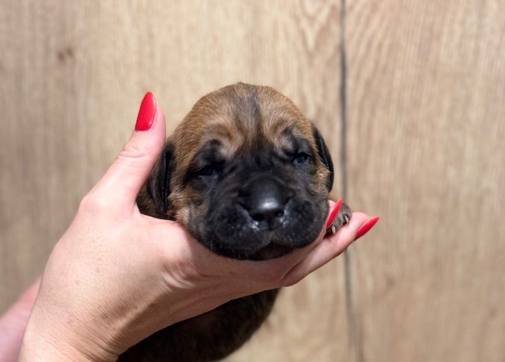 Des Deesses Du Temple - Chiot disponible  - Cane Corso