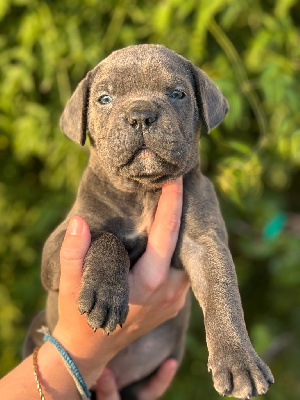 Des Deesses Du Temple - Cane Corso - Portée née le 24/09/2024