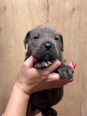 Des Deesses Du Temple - Cane Corso - Portée née le 27/12/2024