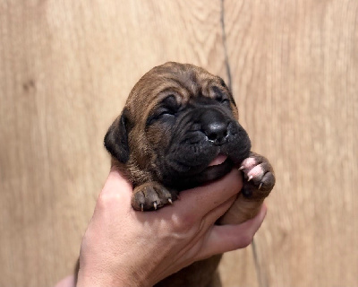 Des Deesses Du Temple - Cane Corso - Portée née le 10/01/2025