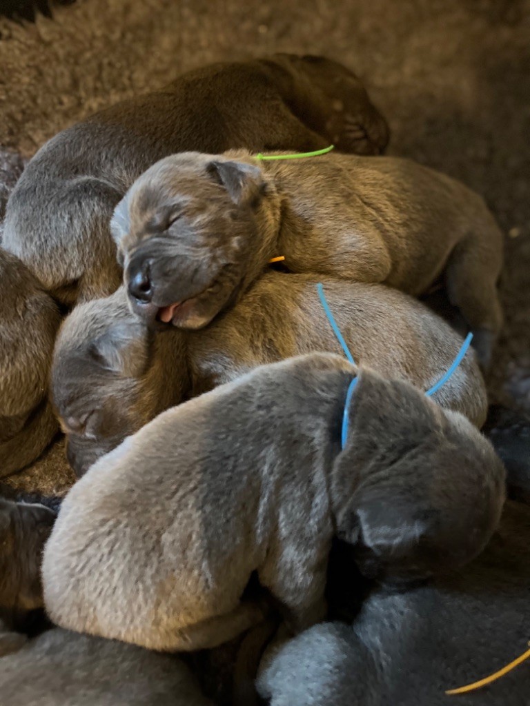 Elevage Des Deesses Du Temple - Eleveur De Chiens Cane Corso