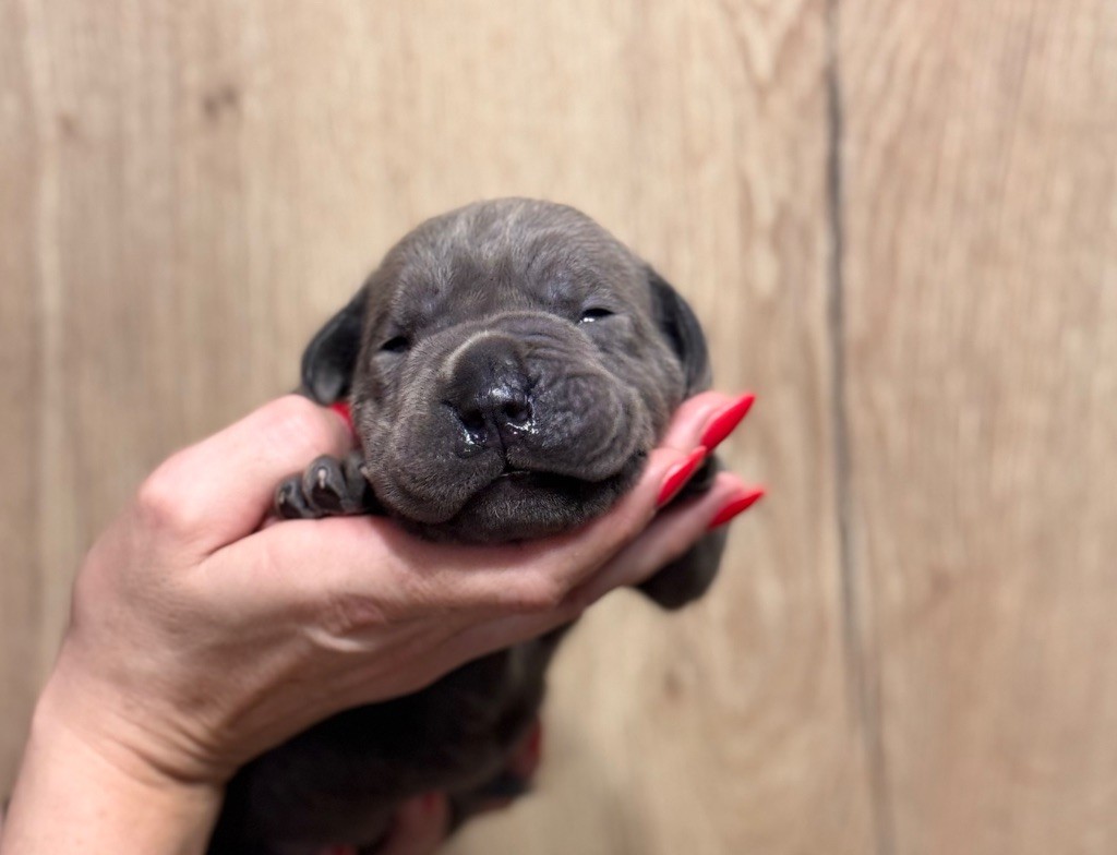 Des Deesses Du Temple - Chiot disponible  - Cane Corso