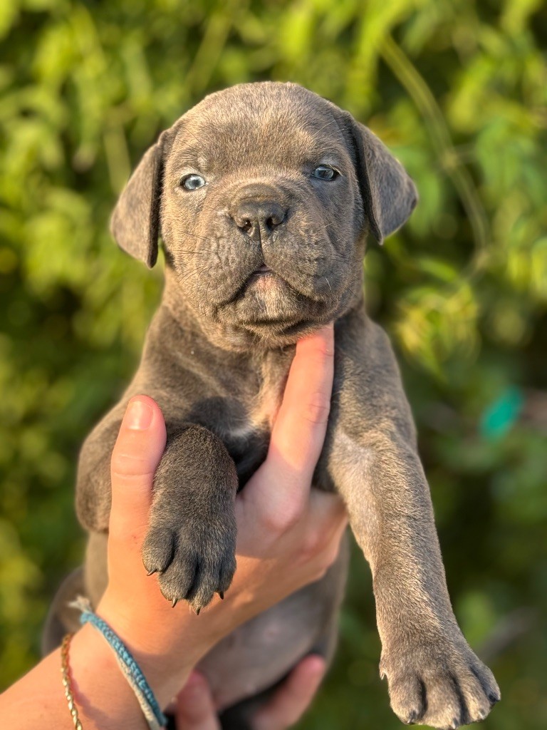 chiot Cane Corso Des Deesses Du Temple