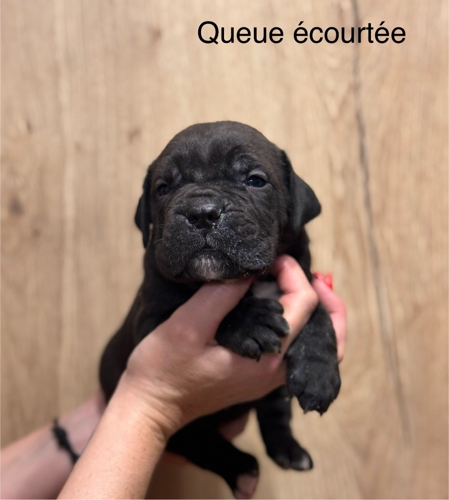 Des Deesses Du Temple - Chiot disponible  - Cane Corso