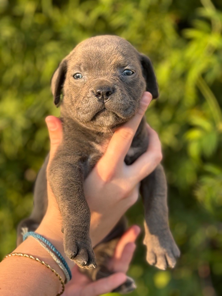 Des Deesses Du Temple - Chiot disponible  - Cane Corso