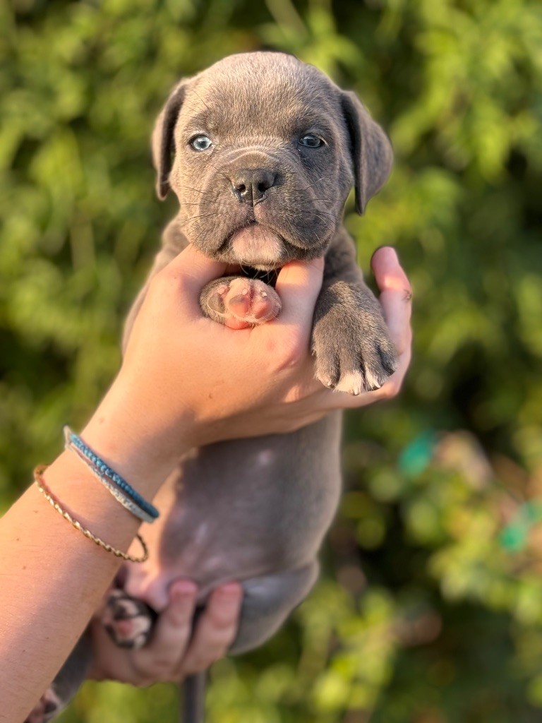 Des Deesses Du Temple - Chiot disponible  - Cane Corso