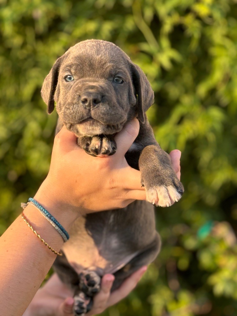 Des Deesses Du Temple - Chiot disponible  - Cane Corso