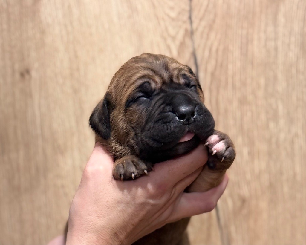 chiot Cane Corso Des Deesses Du Temple