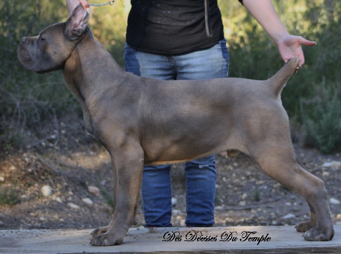 Elevage Des Deesses Du Temple - Eleveur De Chiens Cane Corso