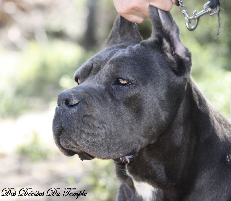 Iris blue Des Deesses Du Temple