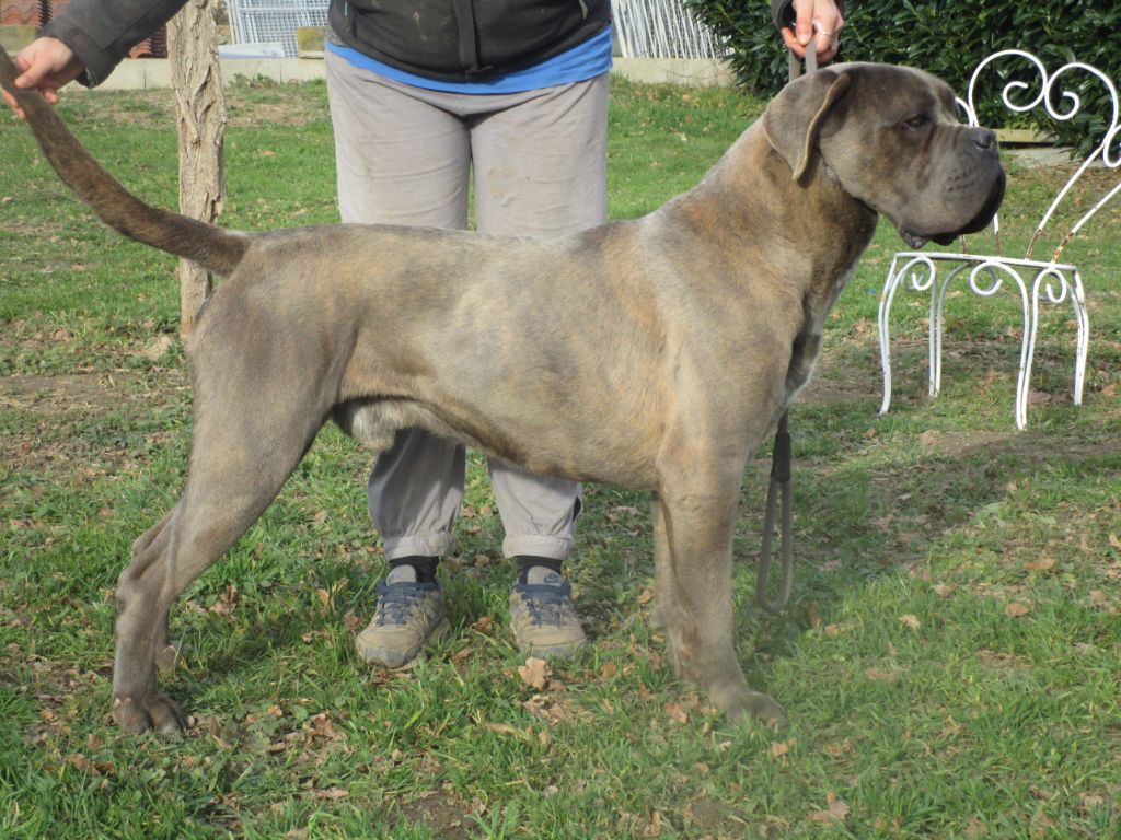 Magnum Des Deesses Du Temple