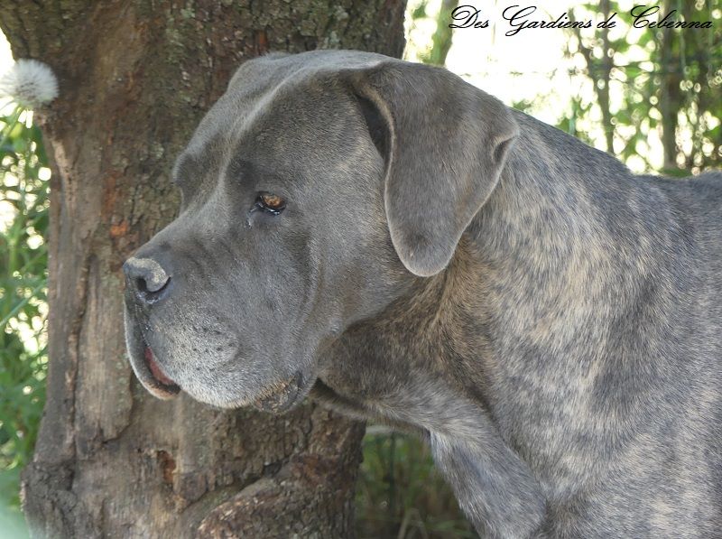 Maeva Des Deesses Du Temple