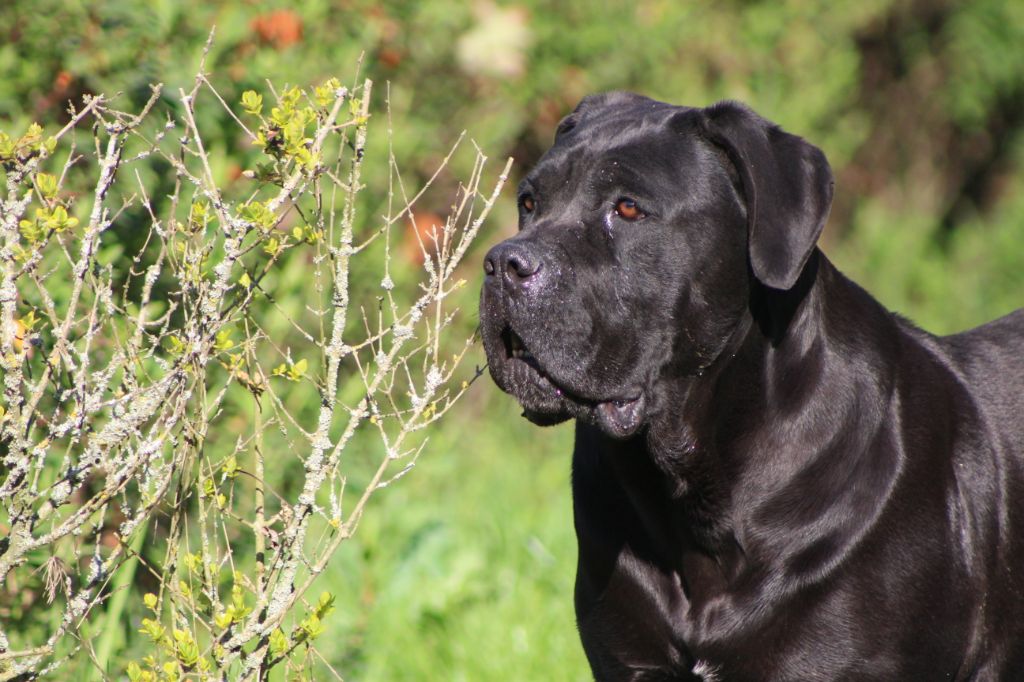 Cybele ( mambo ) Des Deesses Du Temple