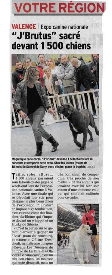 Des Deesses Du Temple - VALENCE VICTOIRE DU BEST IN SHOW POUR LES DÉESSES DU TEMPLE
