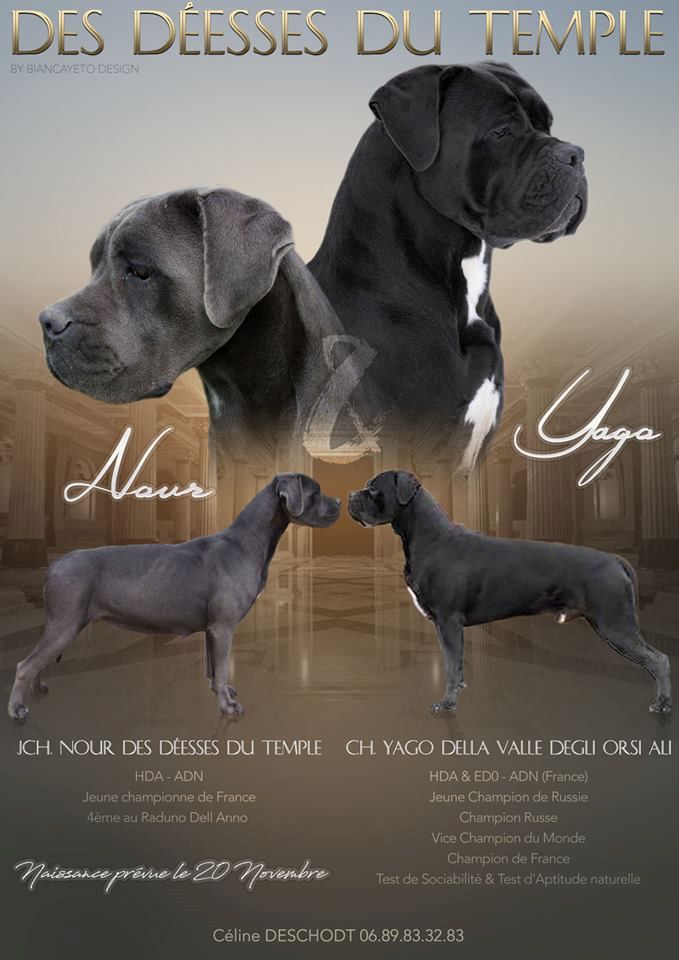 Des Deesses Du Temple - CONFIRMATION DE GESTATION