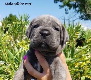 Des Deesses Du Temple - PHOTOS DES CHIOTS DE CESAR ET MILLION