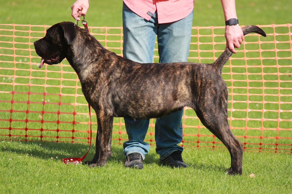Des Deesses Du Temple - JOURNEE AMICALE DU CANE CORSO A ORCHIES