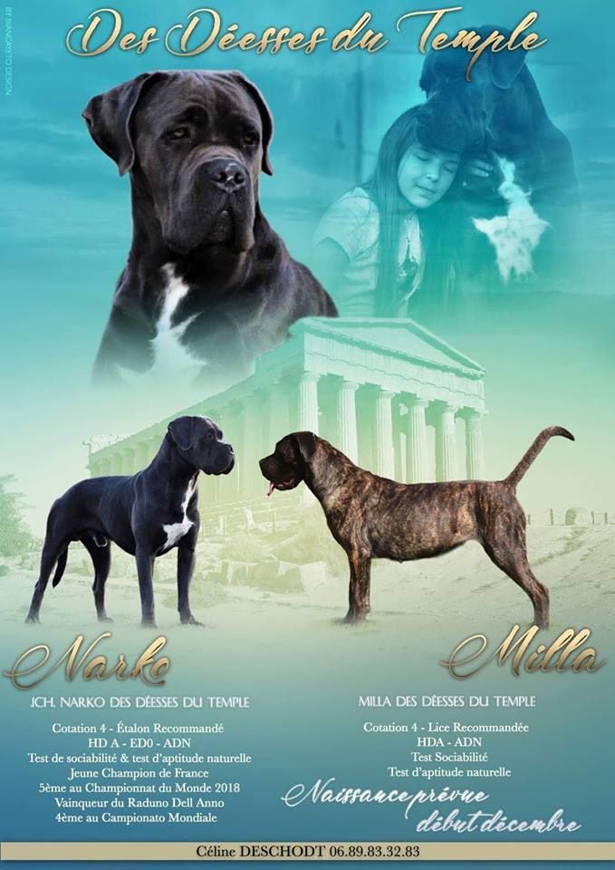 Des Deesses Du Temple - NAISSANCE DEBUT DECEMBRE DES CHIOTS DE NOTRE JEUNE CH DE FRANCE NARKO