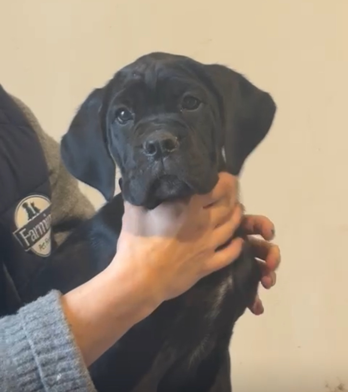 Des Deesses Du Temple - Chiots disponibles - Cane Corso