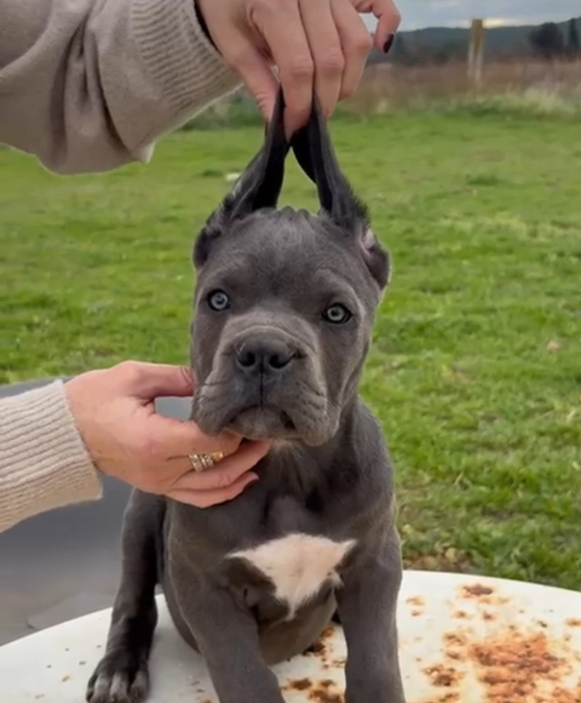 Des Deesses Du Temple - Chiots disponibles - Cane Corso