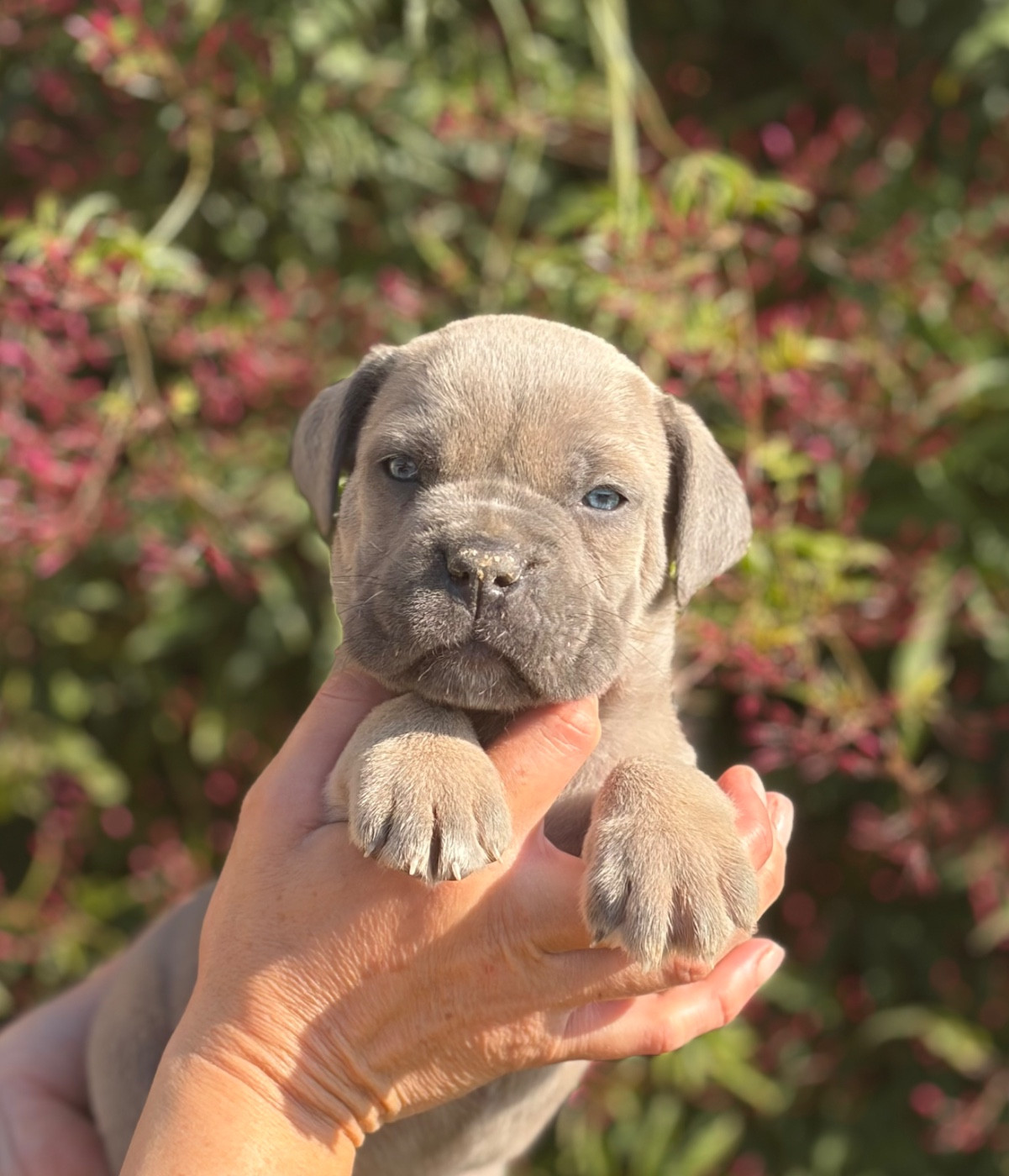 Des Deesses Du Temple - Cane Corso - Portée née le 16/02/2026