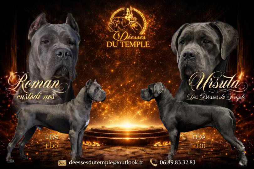 Des Deesses Du Temple - Cane Corso - Portée née le 11/03/2026