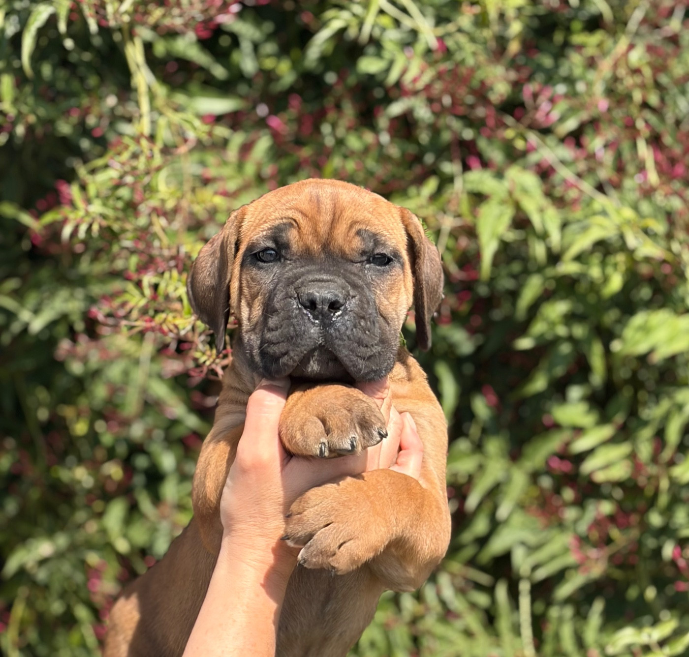 Des Deesses Du Temple - Cane Corso - Portée née le 03/02/2026
