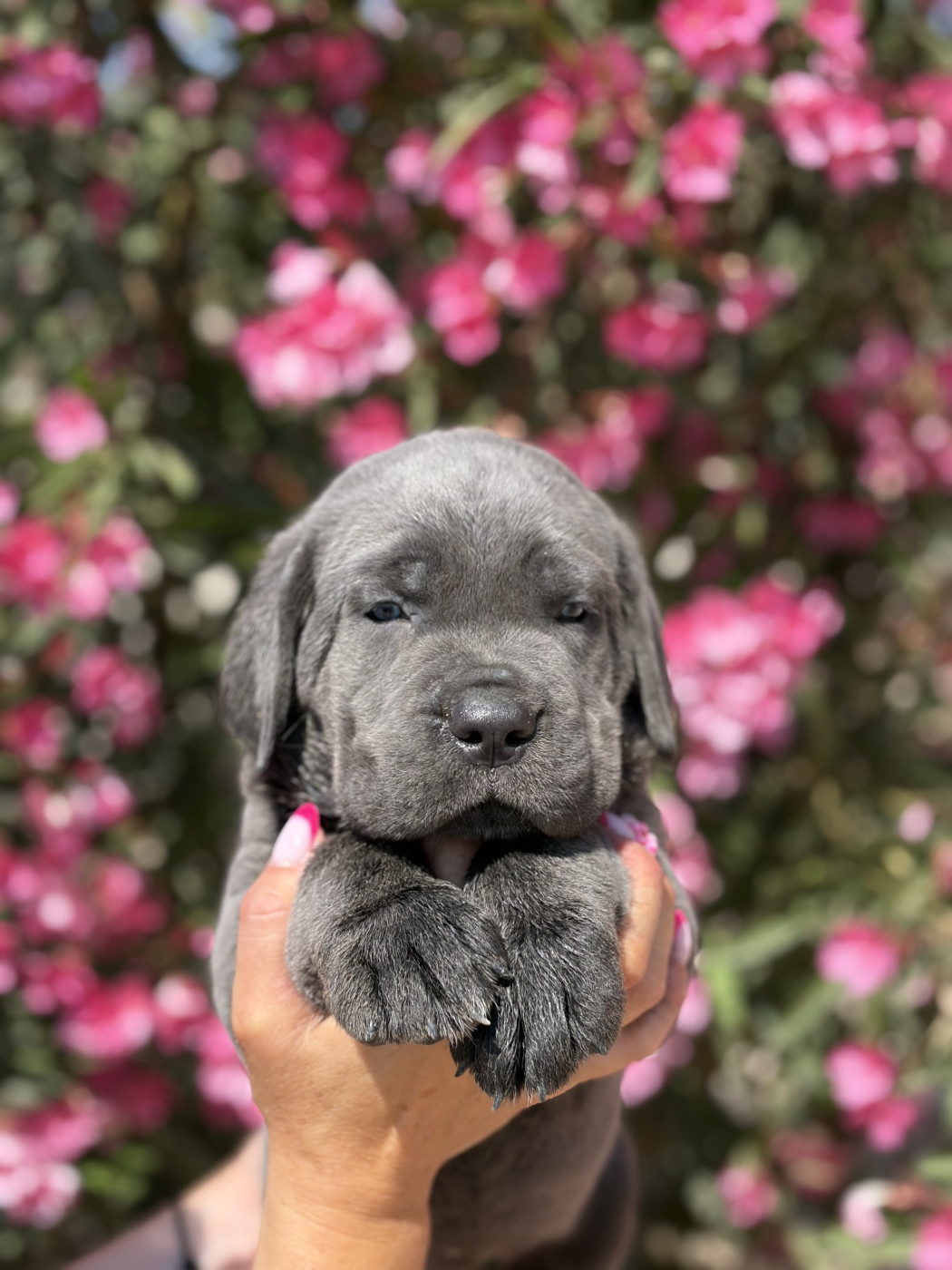 Des Deesses Du Temple - Chiots disponibles - Cane Corso