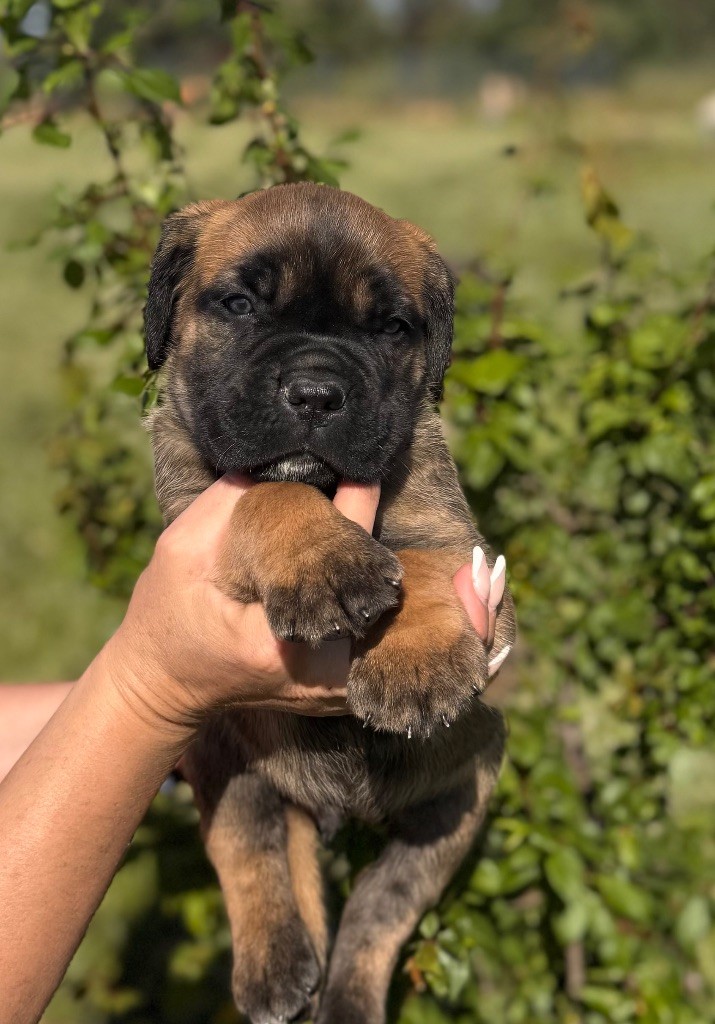 Des Deesses Du Temple - Chiots disponibles - Cane Corso