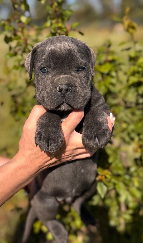 Des Deesses Du Temple - Chiots disponibles - Cane Corso