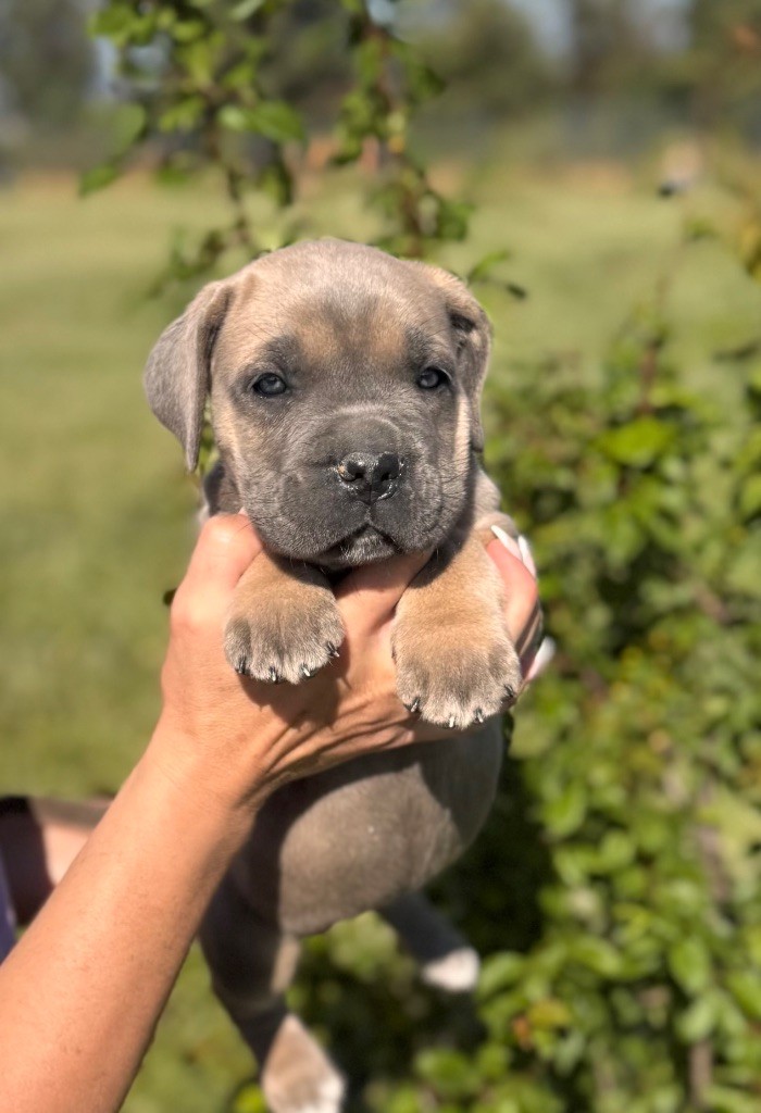Des Deesses Du Temple - Chiots disponibles - Cane Corso