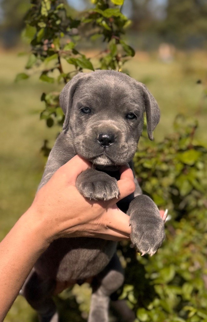 Des Deesses Du Temple - Chiots disponibles - Cane Corso