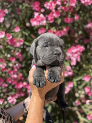 Chiot N°3